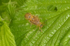 Galerucella tenella
