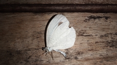 Leptosia
