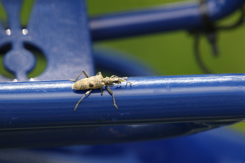 Blackspotted Longhorn Beetle, 9485 Taarlo, Nederland, photo 7 of 10