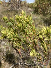 Leucadendron stelligerum