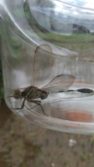 Orthetrum sabina