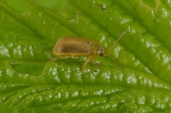 Galerucella tenella