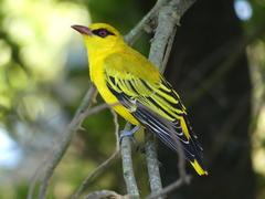 Oriolus auratus