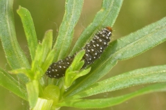 Zelotherses paleana