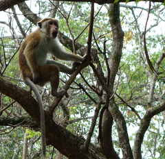 Macaca sinica