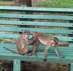 Macaca sinica