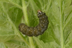 Zelotherses paleana
