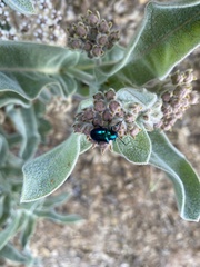 Chrysochus cobaltinus