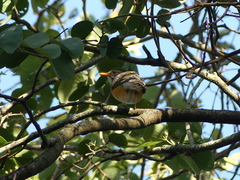Turdus libonyana