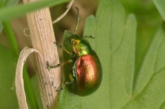 Chrysolina graminis
