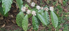 Coffea canephora