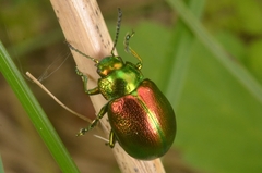 Chrysolina graminis