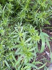 Galium mollugo