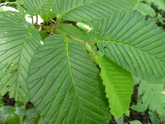 Begonia cooperi