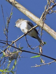 Myiopagis caniceps