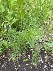 Tripleurospermum inodorum