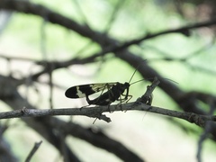 Panorpa japonica