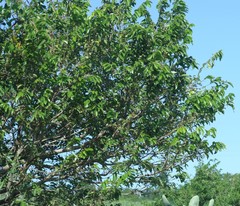 Bridelia micrantha