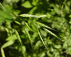 Japanese Brome - Photo (c) Chuangzao, some rights reserved (CC BY-NC), uploaded by Chuangzao