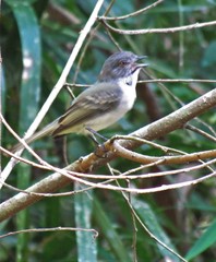 Myiopagis caniceps