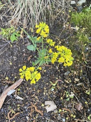 Barbarea vulgaris