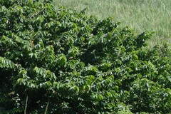 Bridelia micrantha