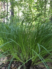 Carex montana