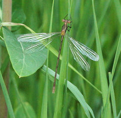 Lestes inaequalis