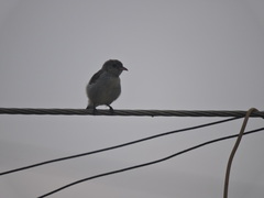 Dicaeum erythrorhynchos