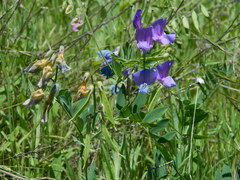 Lathyrus pauciflorus