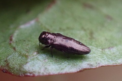 Agrilinae