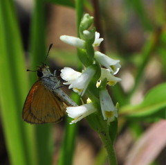 Spiranthes lucida