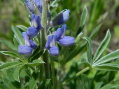Lupinus sericeus