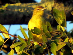 Chlorocichla flaviventris flaviventris