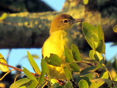Chlorocichla flaviventris flaviventris