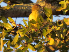Chlorocichla flaviventris flaviventris