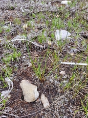 Eleocharis elliptica
