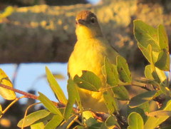 Chlorocichla flaviventris flaviventris