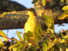 Chlorocichla flaviventris flaviventris