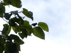 Ixothraupis rufigula