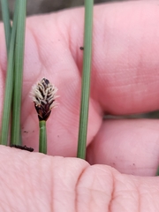 Eleocharis elliptica