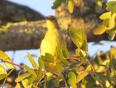 Chlorocichla flaviventris flaviventris