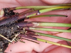 Eleocharis elliptica