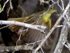 Chlorocichla flaviventris flaviventris
