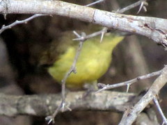 Chlorocichla flaviventris flaviventris