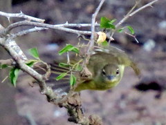 Chlorocichla flaviventris flaviventris