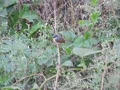 Prinia socialis