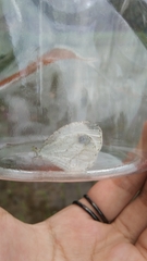 Leptosia nina