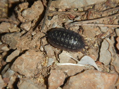 Porcellio glaberrimus