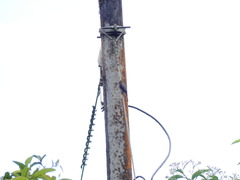 Contopus fumigatus
